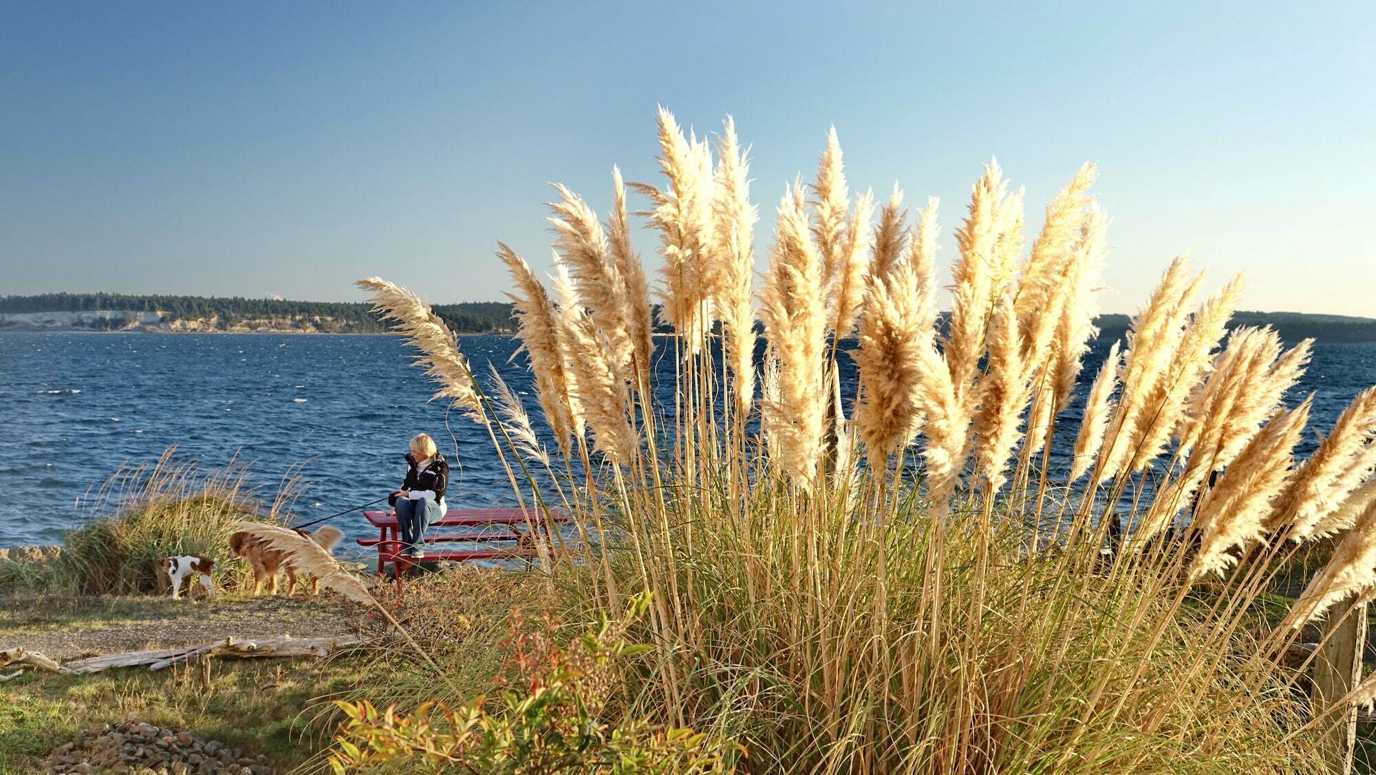 Tides Inn&Suites Port Townsend Eksteriør bilde